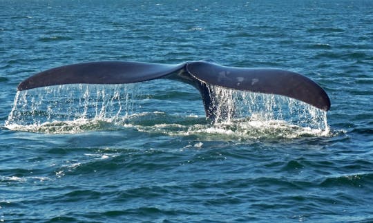 Spectacular Boat Based Whale Watching Tour for 2 Hours in Western Cape, South Africa