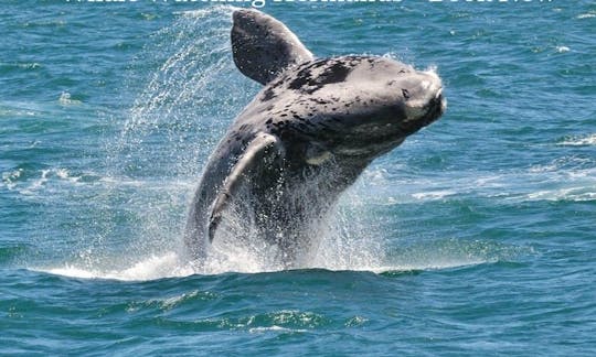 Spectacular Boat Based Whale Watching Tour for 2 Hours in Western Cape, South Africa