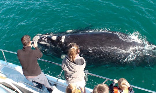 Boat Based Whale Watching in Hermanus, Western Cape, South Africa (70 Seater Motorised Catamaran)