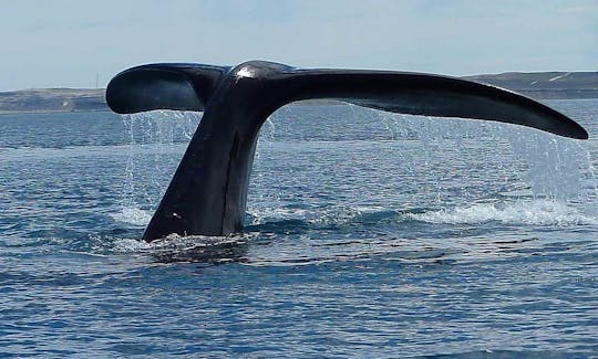 Boat Based Whale Watching in Hermanus, Western Cape, South Africa (70 Seater Motorised Catamaran)