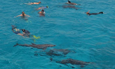 Dolphin Tour for up to 30 person in Red Sea Governorate, Egypt