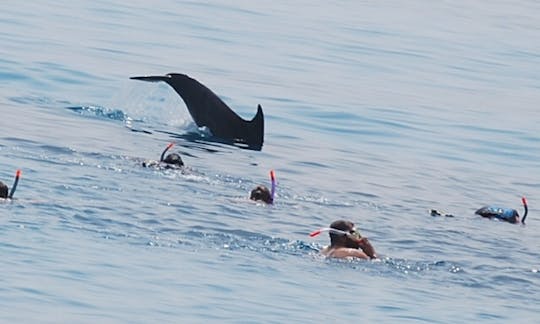 エジプト、紅海県のドルフィンツアー（最大30名まで）