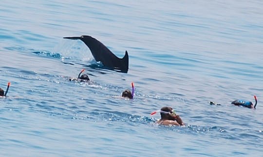 Dolphin Tour for up to 30 person in Red Sea Governorate, Egypt