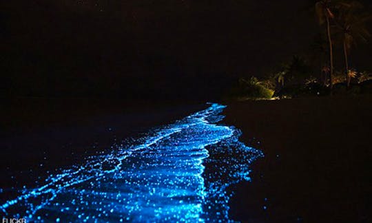 Bioluminescence kayak tour