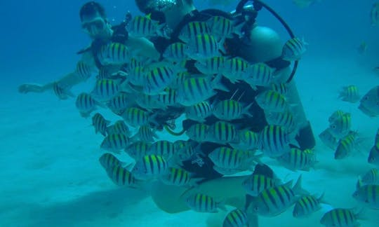 Enjoy Diving in Montego Bay, Jamaica