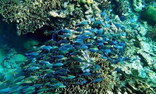 Snorkeling Roatan