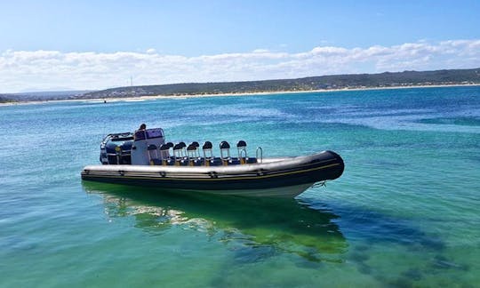 Charter a Rigid Inflatable Boat in Mossel Bay, South Africa