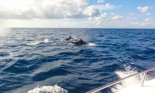 Whale and Dolphin Watching