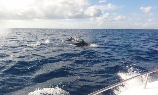 Whale and Dolphin Watching