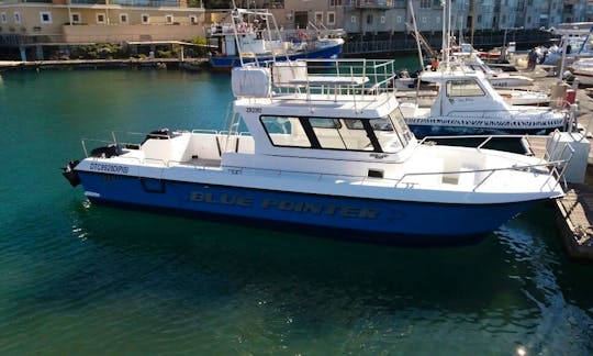 The Blue Pointer is the newest and most high-tech boat on the water in Cape Town to date