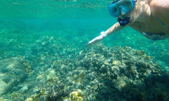 Excursion de snorkeling et de plongée sous-marine au départ de Little Bay, Montserrat