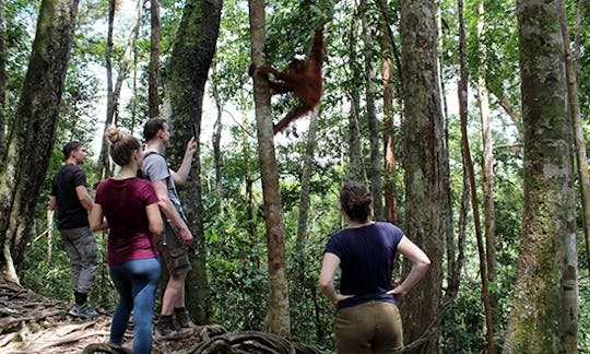 Visite de la faune à Bukit Lawang (1 jour de randonnée dans la jungle avec retour en rafting).