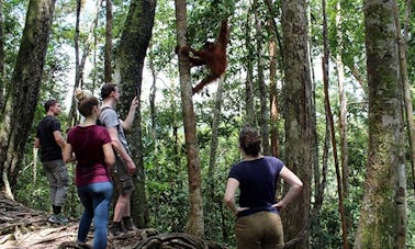 Wildlife Tour in Bukit lawang (1 Day Jungle Trekking With Rafting Back).