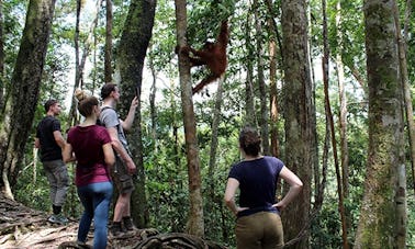 Recorrido por la vida silvestre en Bukit Lawang (1 día de caminata por la jungla con descenso en balsa).