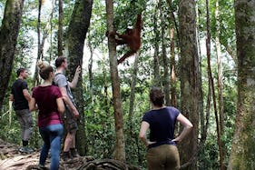 Wildlife Tour in Bukit lawang (1 Day Jungle Trekking With Rafting Back).
