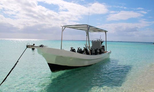 Diving Tours and PADI Courses for Beginners and Expert in Playa del Carmen, Mexico