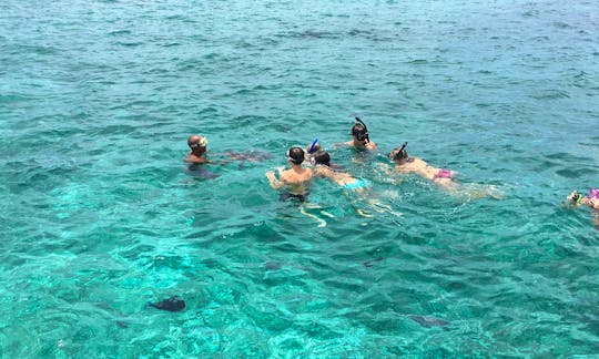 Adrenaline Filled Tour - Snorkeling with sharks