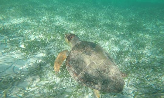 Excursão de mergulho com snorkel na cidade de Belize em nossos passeios!