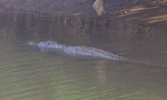 Indian Muggar Crocodile spotted during the tour