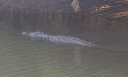 Indian Muggar Crocodile spotted during the tour