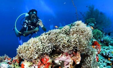 Profitez de voyages de plongée à Addu City, aux Maldives