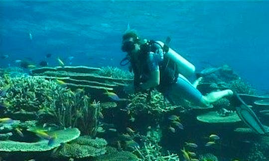 Enjoy Diving Trips in Addu City, Maldives