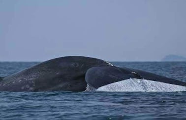 Whale Watching in Mirissa, Sri Lanka