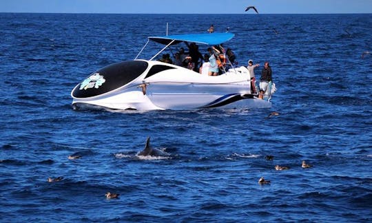 Glass Bottom Boat Tour in Angra do Heroísmo, Portugal