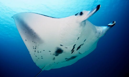 Diving Trips in Bora Bora, French Polynesia