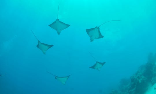 Diving Trips in Bora Bora, French Polynesia