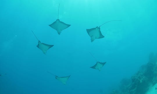 プライベートボートでの2回のタンクダイブ-ボラボラ島での4時間の旅！