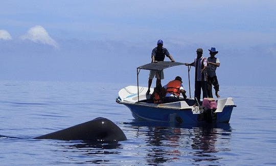 Barco privado: observación de delfines y ballenas en Ilanthadiya, Sri Lanka