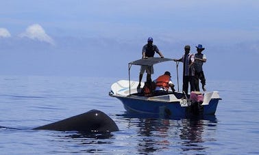 Private Boat - Dolphin & Whale Watching in Ilanthadiya, Sri Lanka