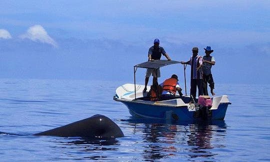 Private Boat - Dolphin & Whale Watching in Ilanthadiya, Sri Lanka