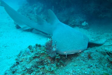 Discover Scuba Diving in Cartagena de Indias, Bolívar