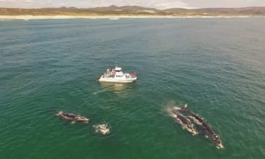 See Southern Right Whales in Hermanus, Gansbaai