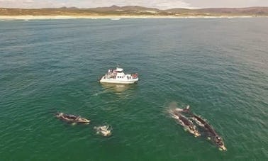 Observez les baleines franches australes à Hermanus, dans le Gansbaai