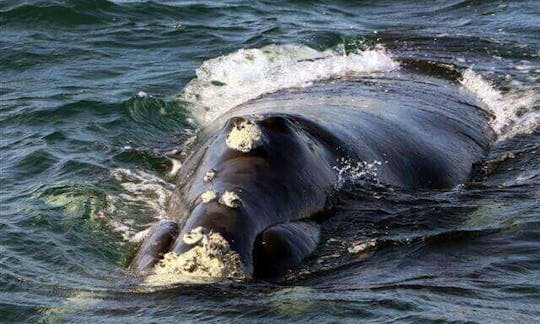 See Southern Right Whales in Hermanus, Gansbaai