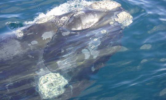 See Southern Right Whales in Hermanus, Gansbaai