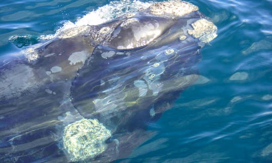 See Southern Right Whales in Hermanus, Gansbaai