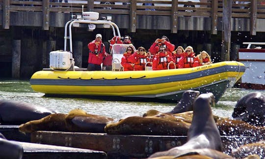 'Bay Voyager' RIB for Charter in San Francisco