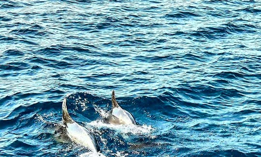 Dolphin Boat Excursion in Martin