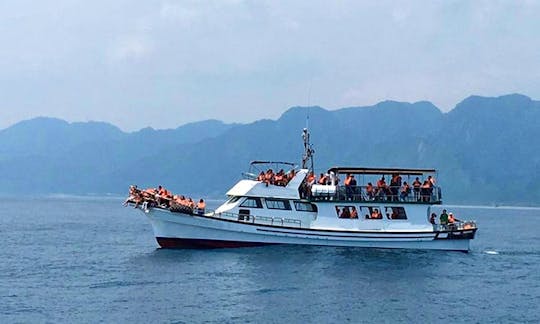 Thrilling Dolphin Tour in Hualien City, Taiwan