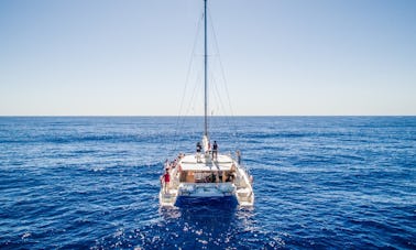 Dolphin and Whale Watching on a Sailing Catamaran from Funchal, Madeira