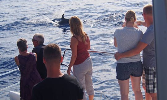 Dolphin and Whale Watching on a Sailing Catamaran from Funchal, Madeira