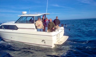 Charter 36' Bayliner Fishing Yacht In Ucluelet
