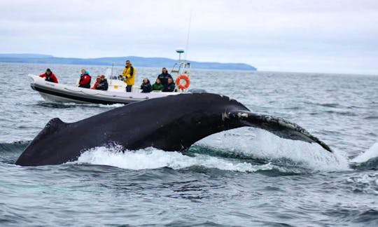Whale Watching Tours in Trinity, Canada