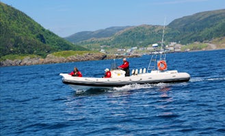 Whale Watching Tours in Trinity, Canada
