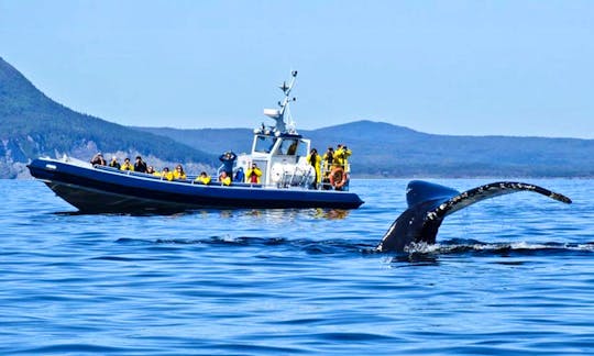 Boat Whale Watching Tour in Gaspé