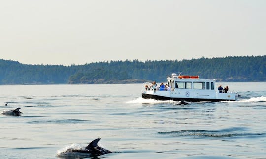 Whale Watching Tours in Eastsound, Washington